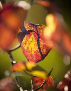 Fall foliage