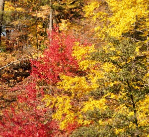 Fall in the Garden