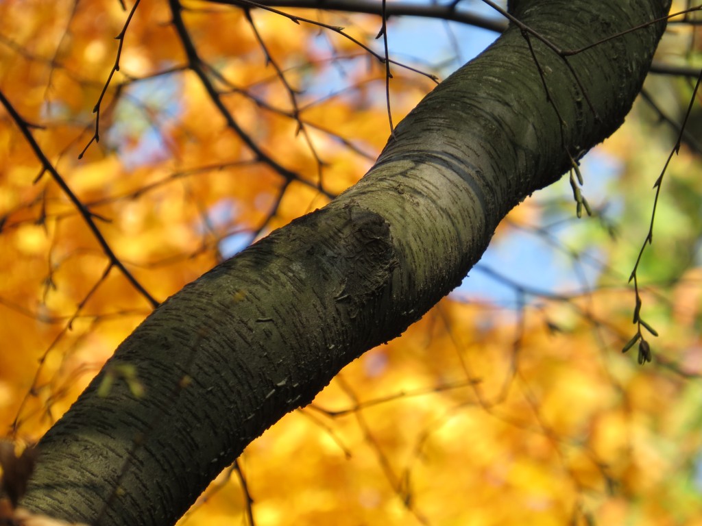 Fall in the Forest with Pat Gonzalez