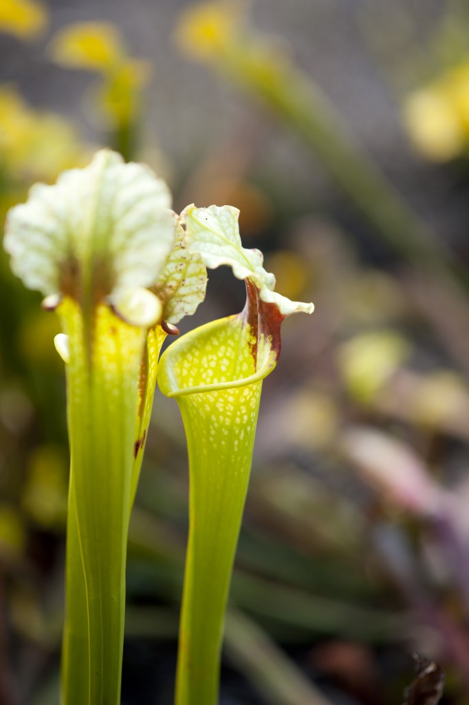 Pitcher Plants