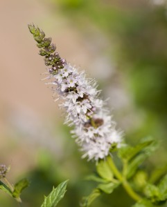 Mentha spicata