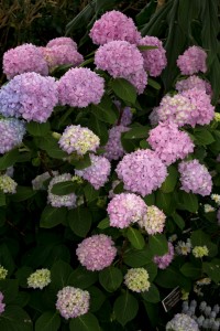 Hydrangea macrophylla