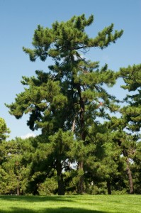 Pinus thunbergii