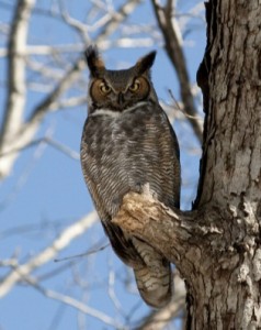 Great-horned Owl