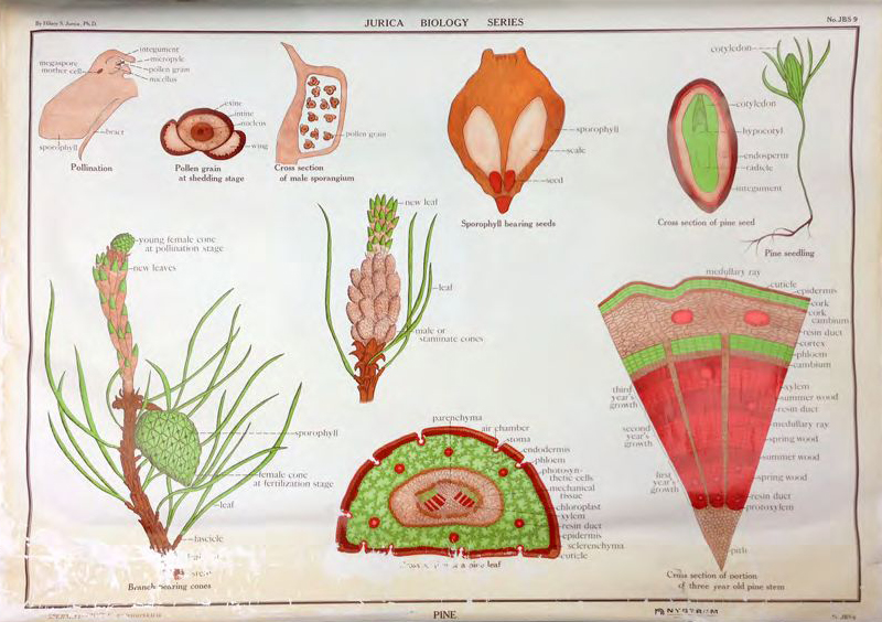 Jurica's Botanical Illustration
