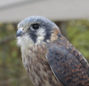 Kestrel