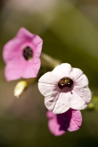 Nicotiana mutabilis