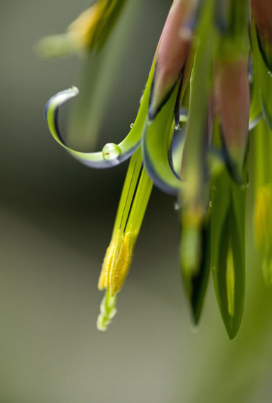 Billbergia-nutans