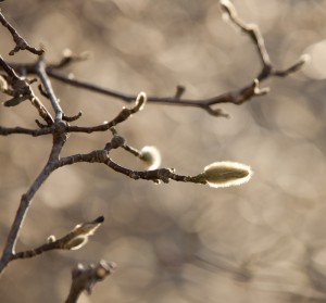 Winter at the NYBG