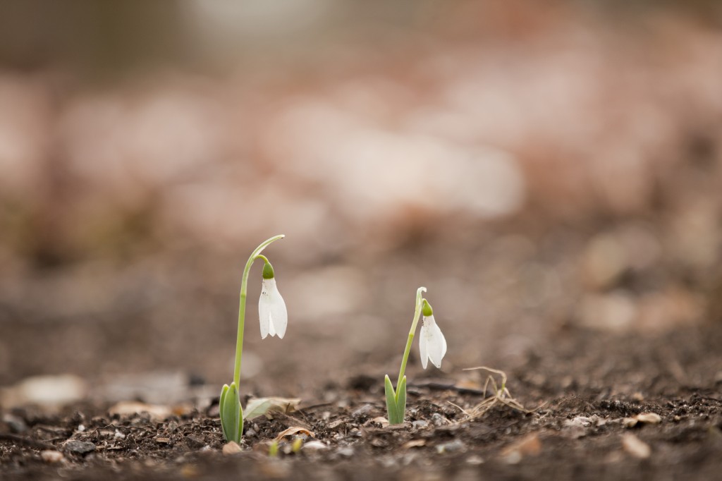 Snowdrops