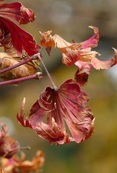 Acer japonicum 'Aconitifolium'