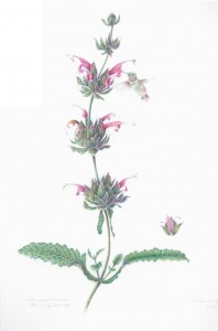 Antze Hummingbird Sage