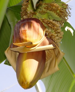 Banana inflorescence in the Enid A. Haupt Conservatory