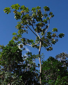 Cecropia