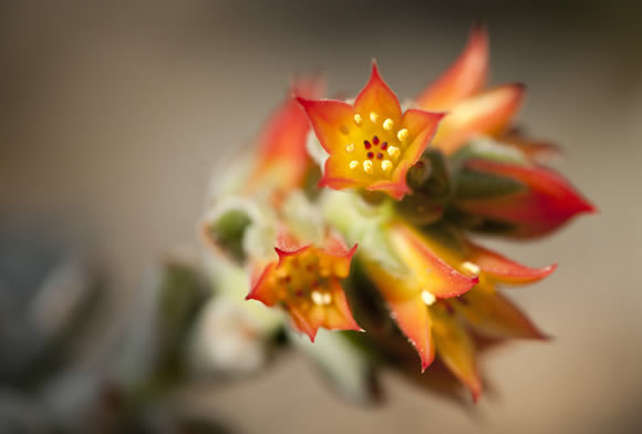 Morning Eye Candy: Velvet Bells - Plant Talk