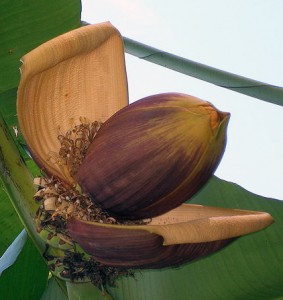 Musa basjoo inflorescence