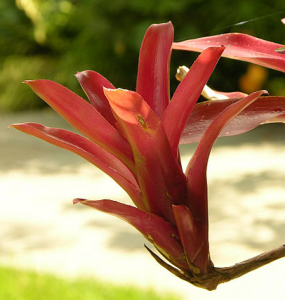 Neoregelia 'Fireball'