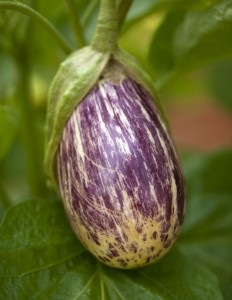 Solanum melongena