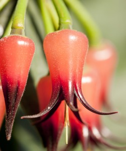 Neotropical blueberry plant