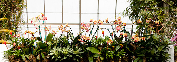 0214-Orchid-Row-Banner-568x200