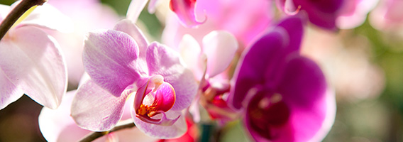 0214-Pink_Orchid_Banner_568x200