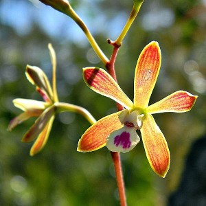 Encyclia tampensis