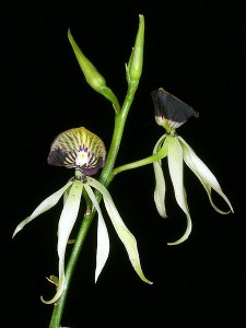 Encyclia cochleata