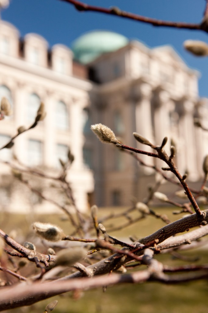 magnolia bud