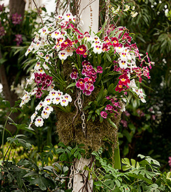 orchids nybg