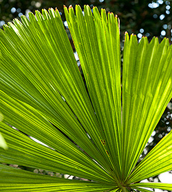 palm frond conservatory nybg