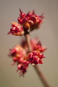 Acer rubrum