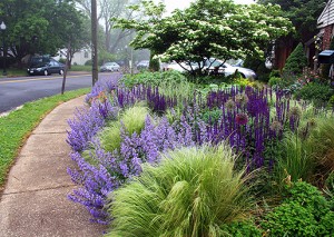 Thomas Rainer Planting Thomas Rainer Brings Native Plants Home - Plant Talk