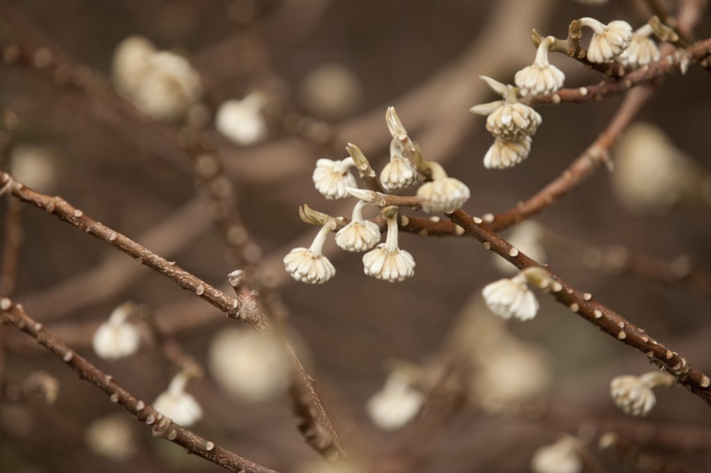 Edgeworthia chrysantha