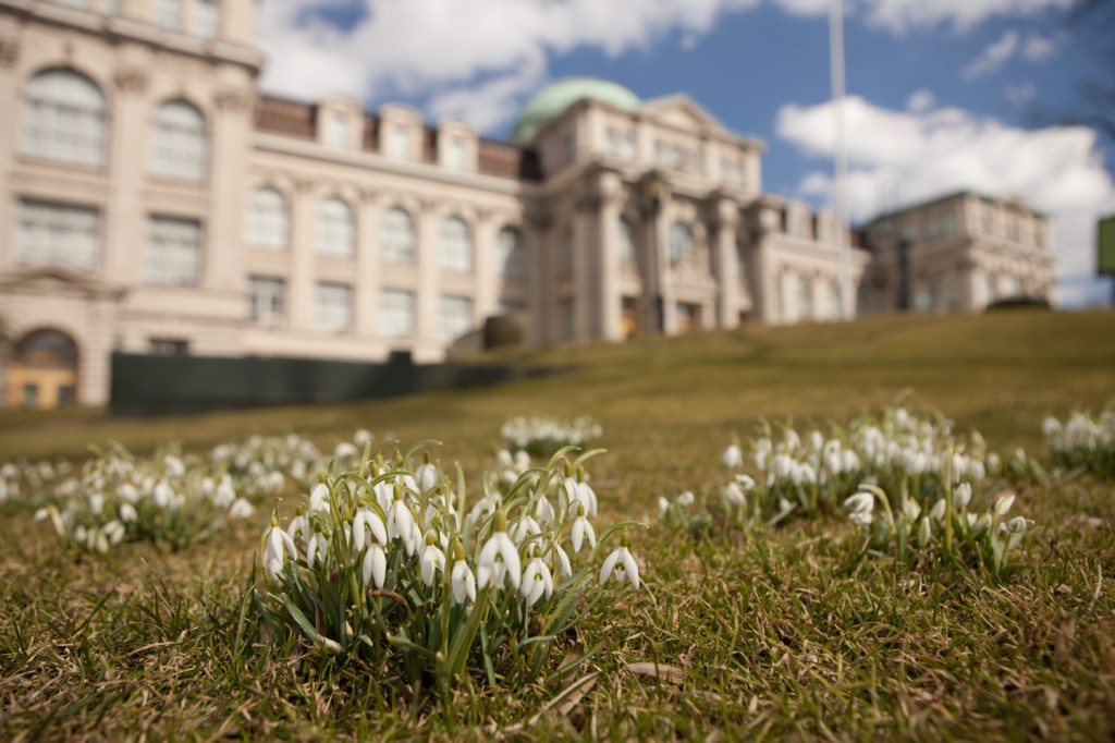 Galanthus