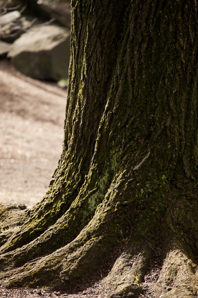 Ross Conifer Arboretum