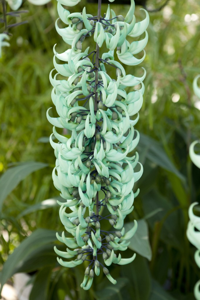 Jade vine