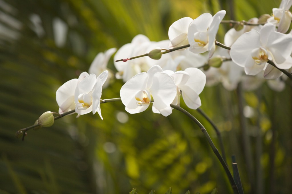 The Orchid Show: Key West Contemporary