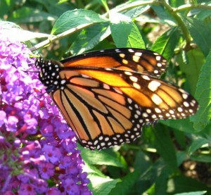 Monarch