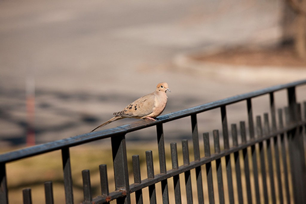 mourning dove nybg