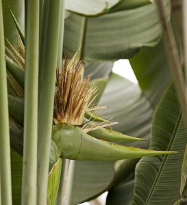 Inflorescence of the traveler's palm