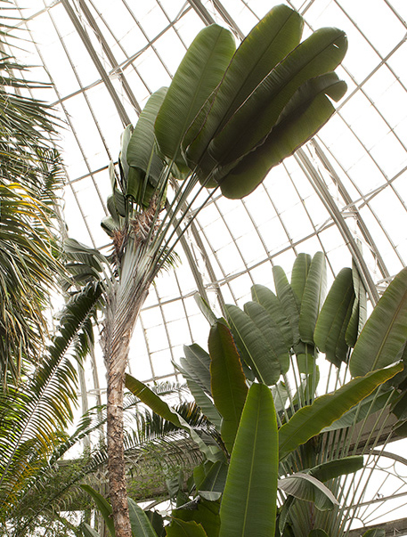 Ravenala madagascariensis – Madagascan Travelers Palm – Buy seeds at