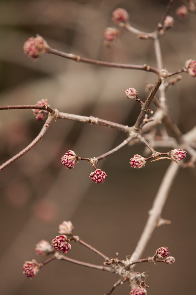 Viburnum x bodnantense 'Dawn'