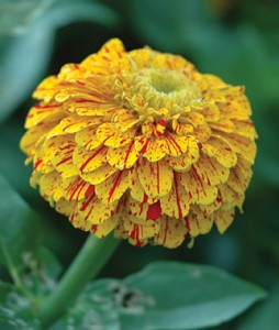 Zinnia 'Pop Art Golden & Red'