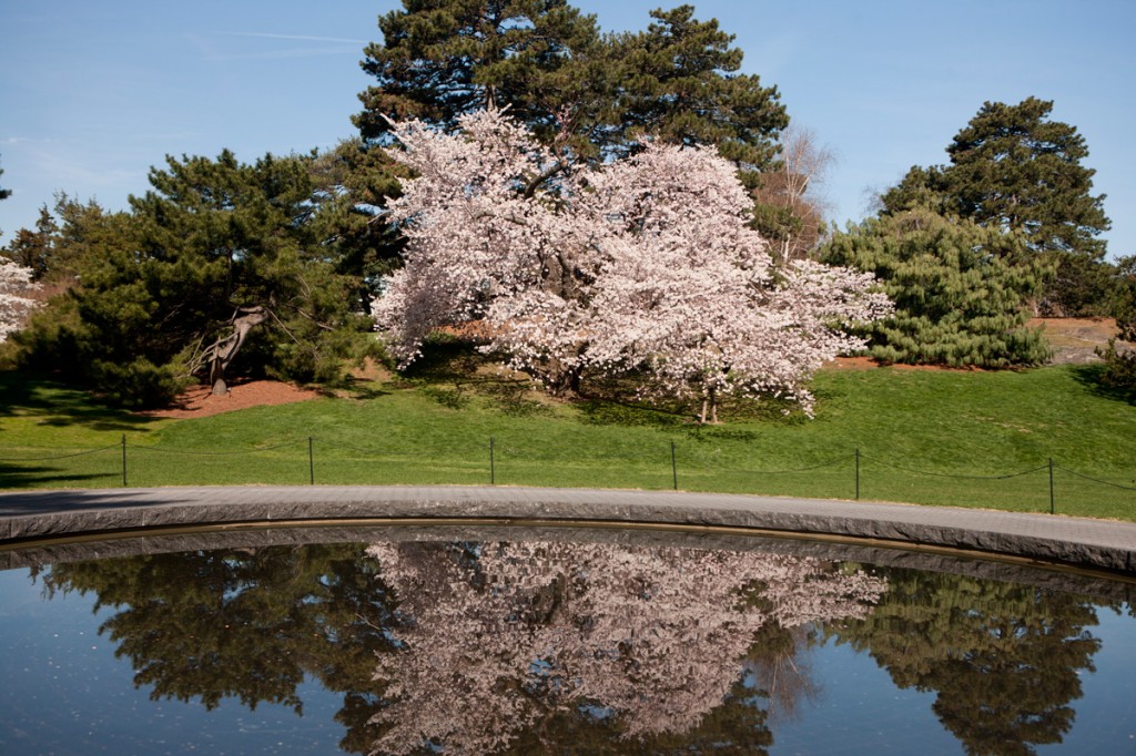 cherry blossom tree reflecting pool