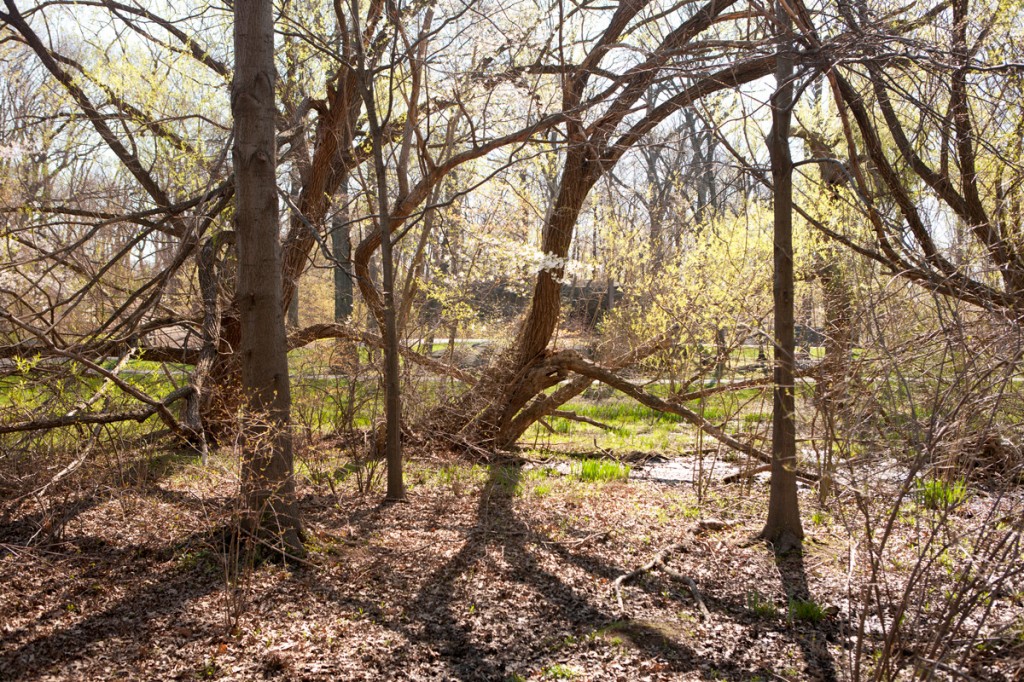 Mitsubishi Wild Wetland Trail