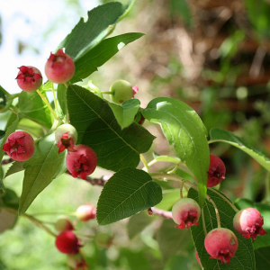 Serviceberries (Amelanchier laevis)