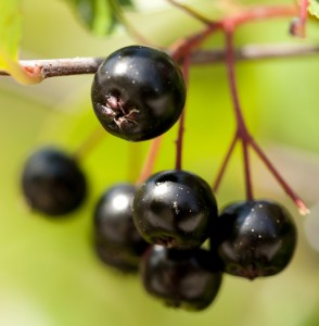 Aronia melanocarpa 'Autumn Magic'