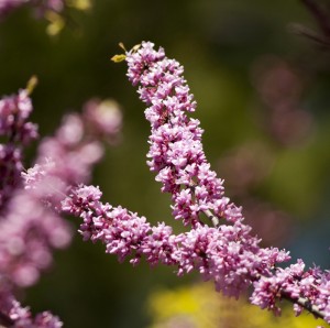 Redbud (Cercis canadensis)