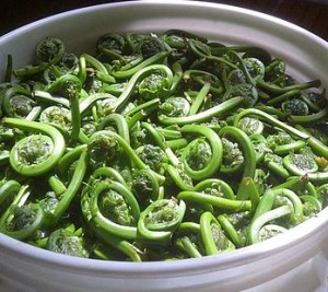 Fresh fiddleheads (Matteuccia struthiopteris)