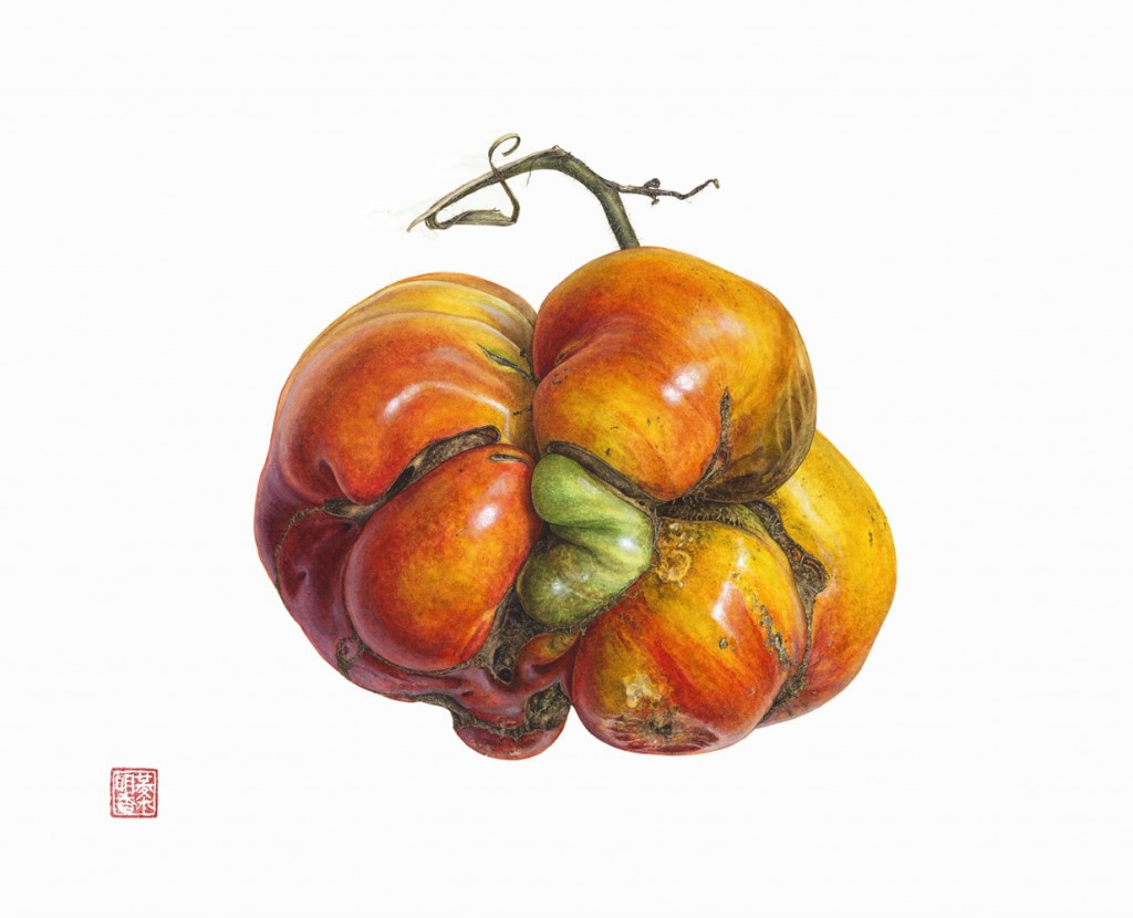 heirloom tomato Solanum lycopersicum Watercolor on paper Asuka Hishiki